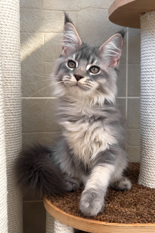Joy | Maine Coon Kitten