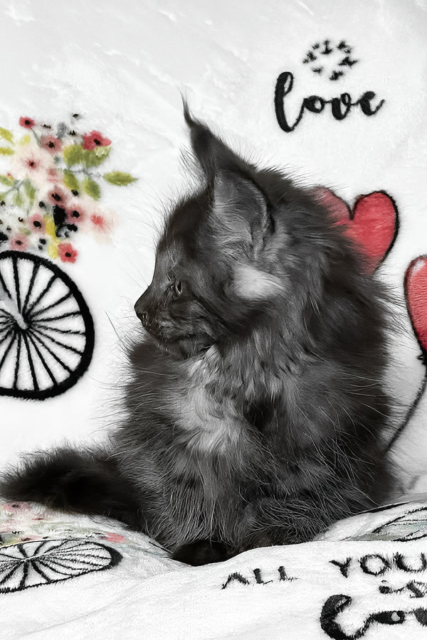 Juliet | Maine Coon Kitten