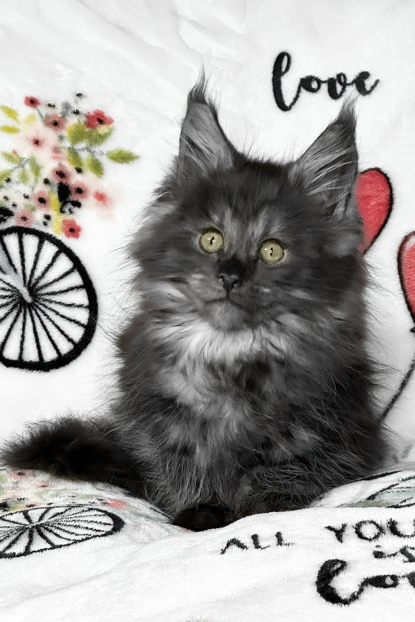 Juliet | Maine Coon Kitten