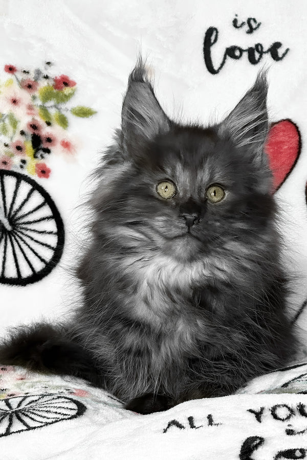 Juliet | Maine Coon Kitten
