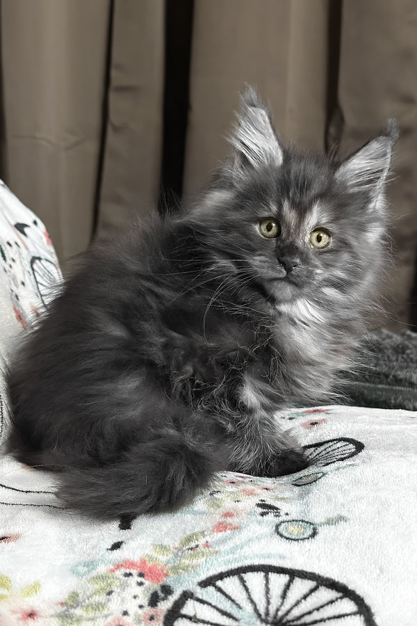 Juliet | Maine Coon Kitten