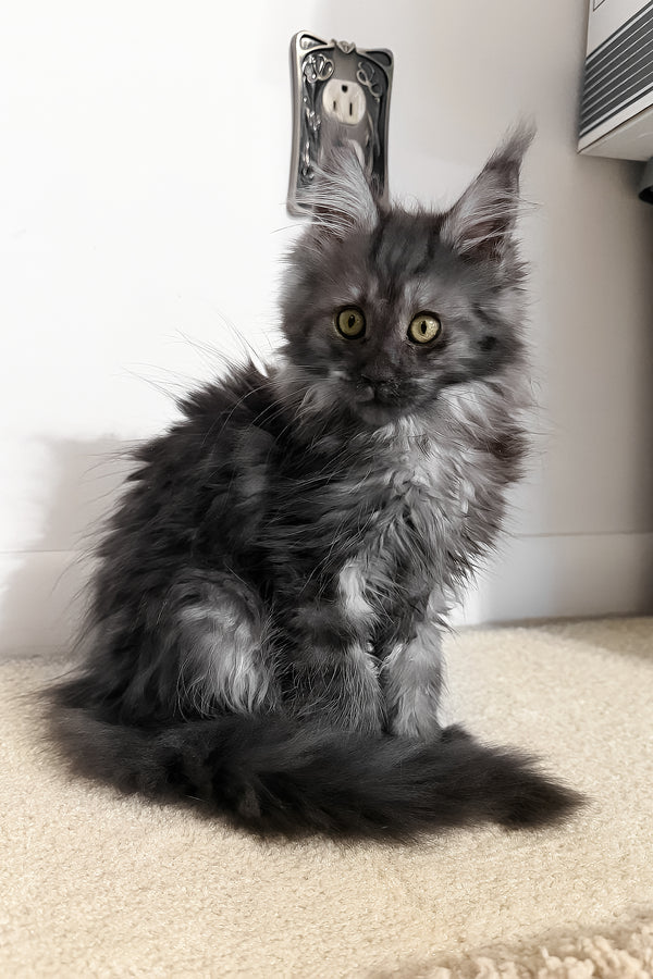 Juliet | Maine Coon Kitten