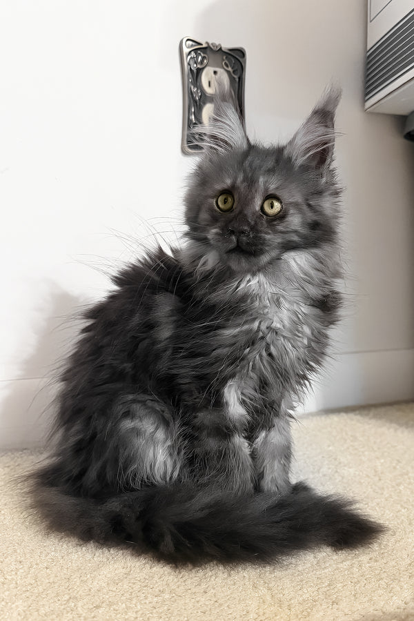 Juliet | Maine Coon Kitten