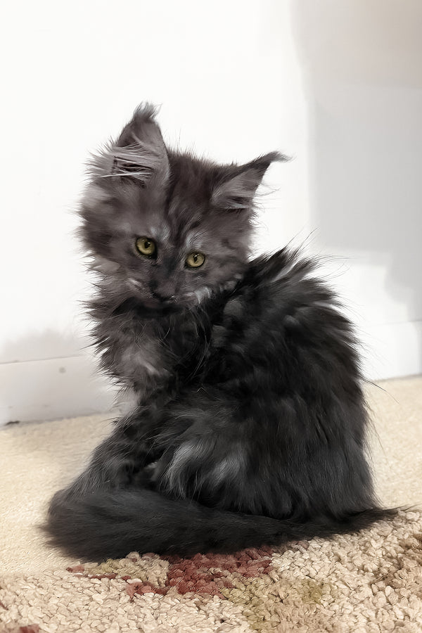 Juliet | Maine Coon Kitten