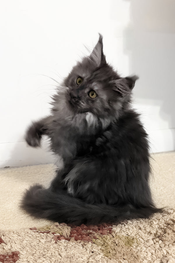 Juliet | Maine Coon Kitten