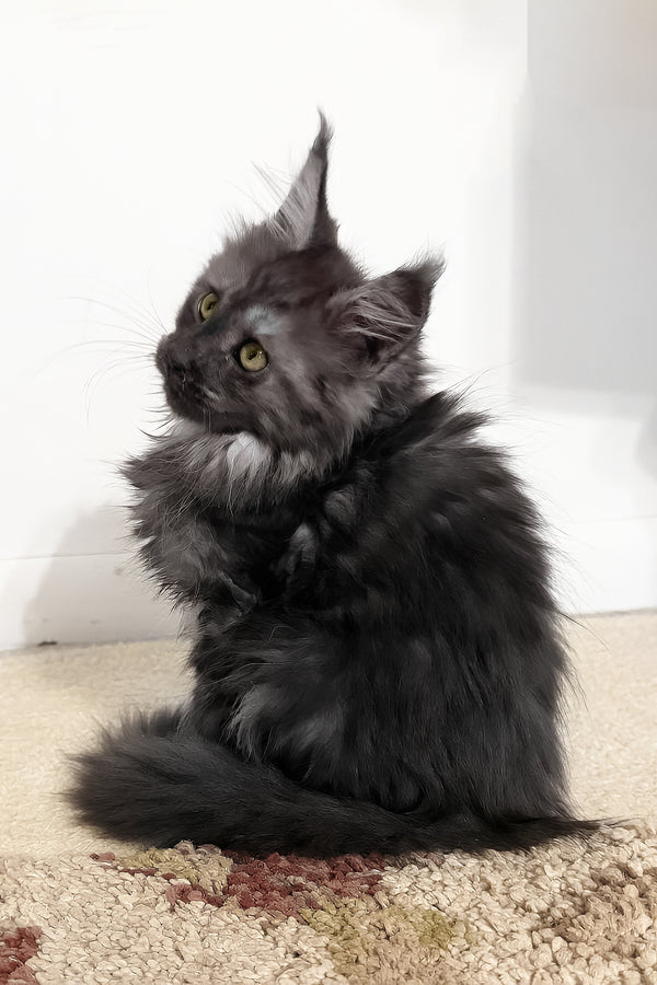 Juliet | Maine Coon Kitten