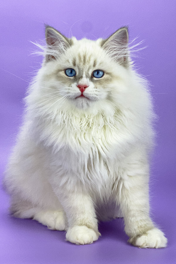 Kriss | Siberian Kitten