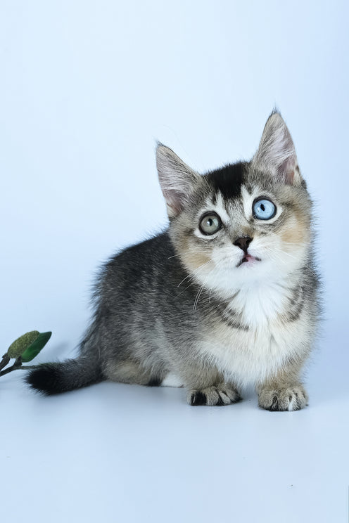 Kai | Munchkin Kitten