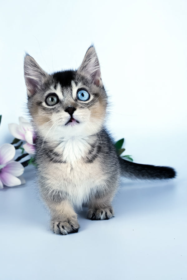 Kai | Munchkin Kitten
