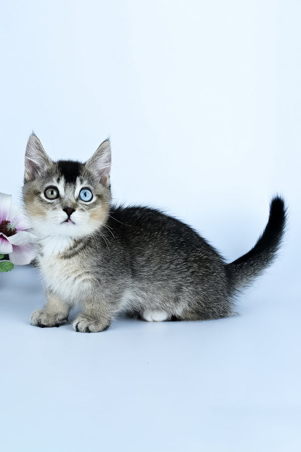 Kai | Munchkin Kitten
