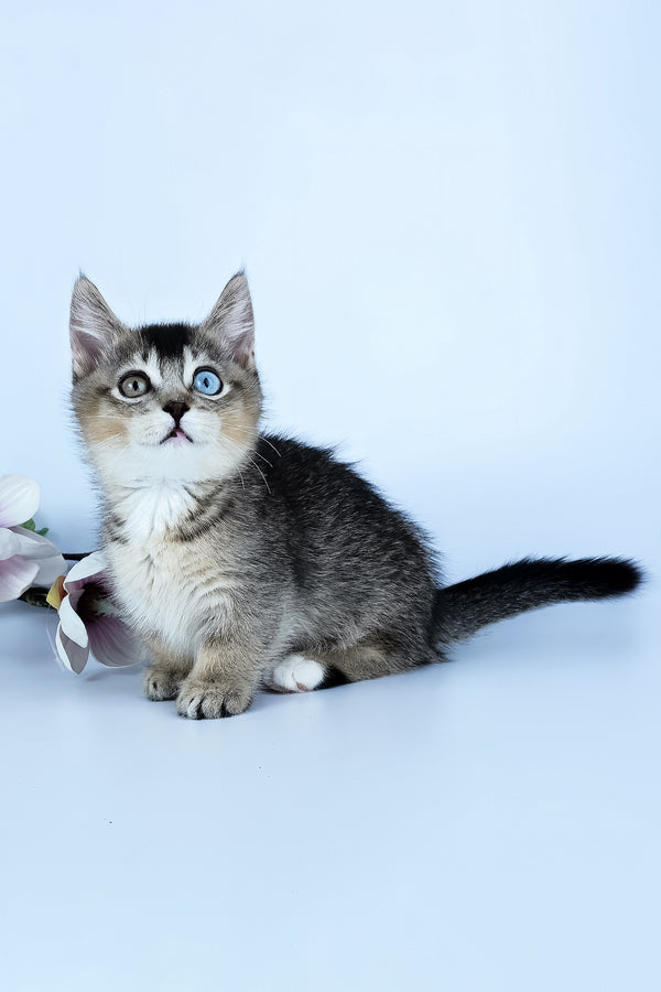 Kai | Munchkin Kitten