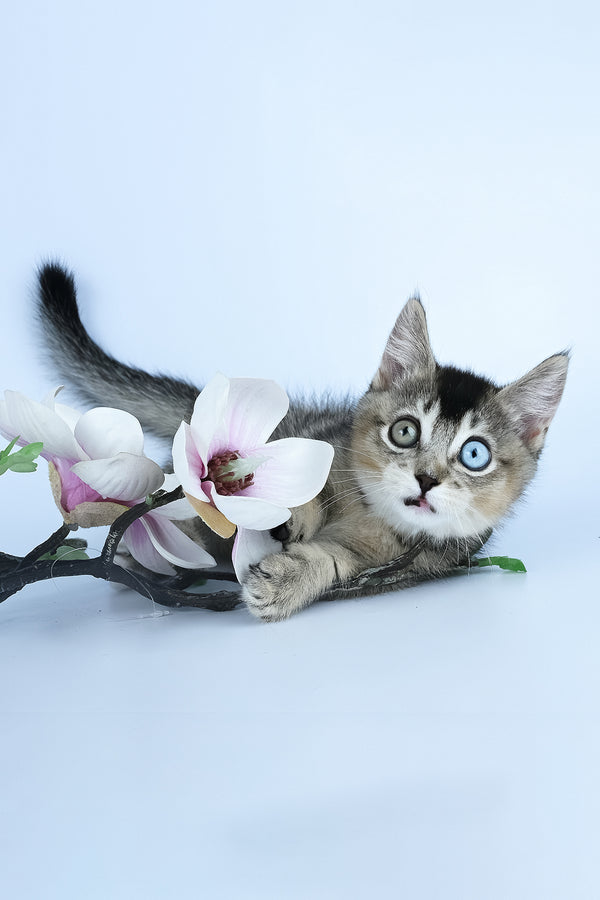Kai | Munchkin Kitten