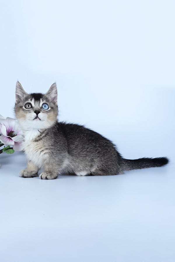 Kai | Munchkin Kitten