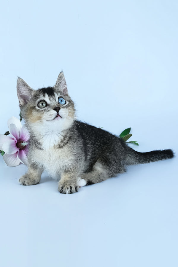 Kai | Munchkin Kitten