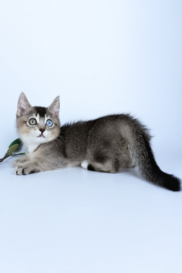 Kai | Munchkin Kitten