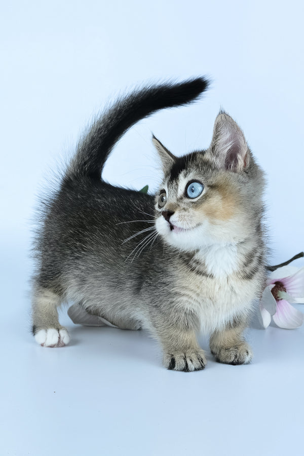 Kai | Munchkin Kitten
