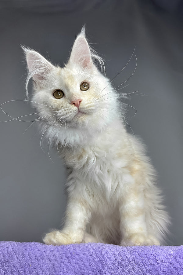 Kaleb | Maine Coon Kitten