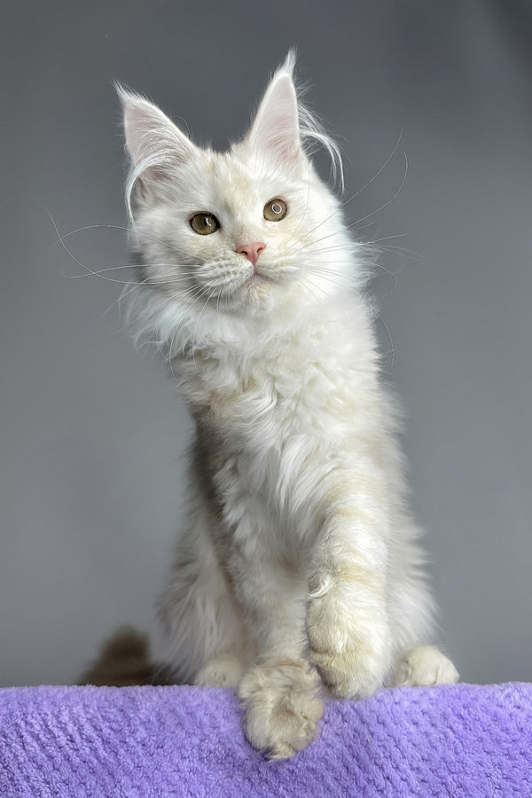 Kaleb | Maine Coon Kitten