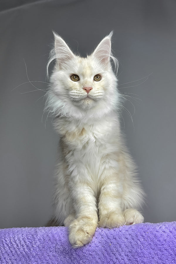 Kaleb | Maine Coon Kitten