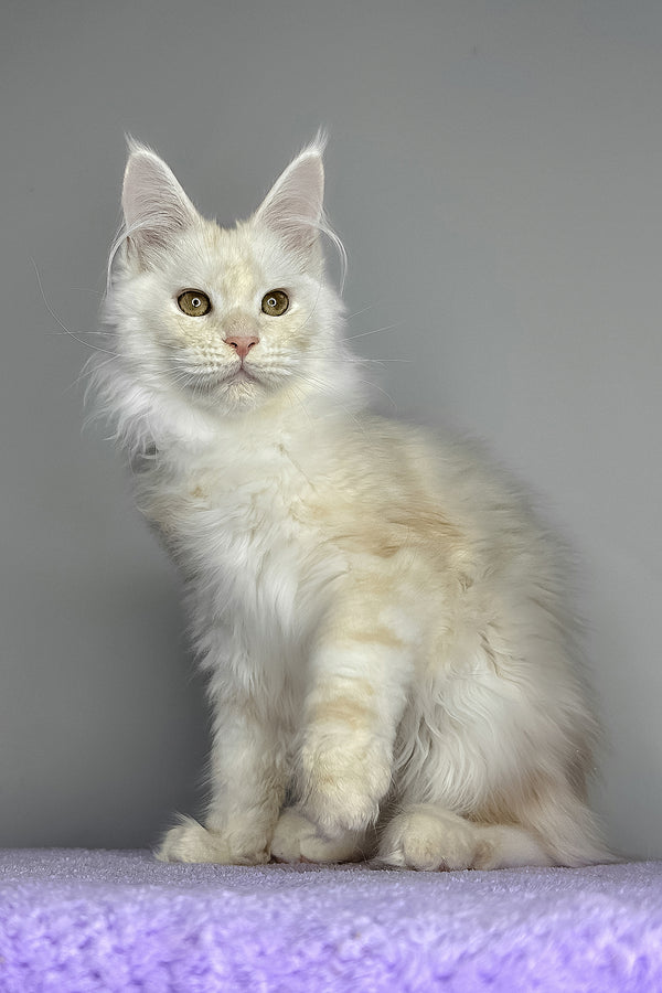 Kaleb | Maine Coon Kitten