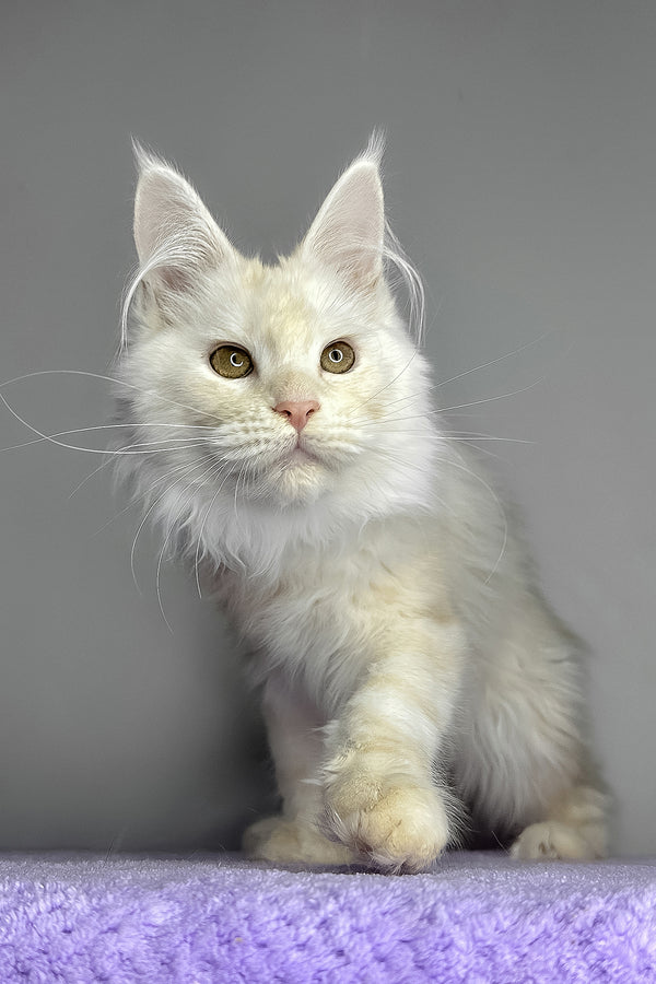 Kaleb | Maine Coon Kitten