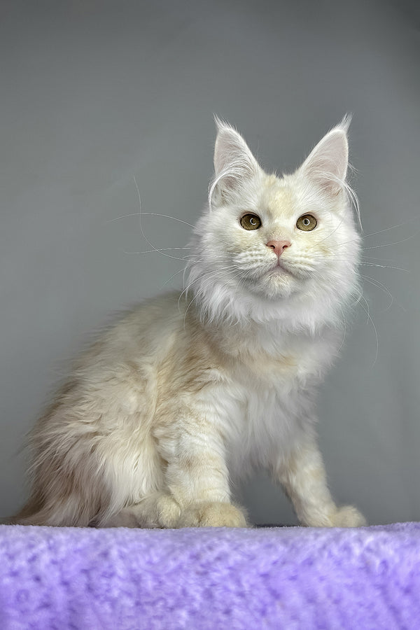 Kaleb | Maine Coon Kitten