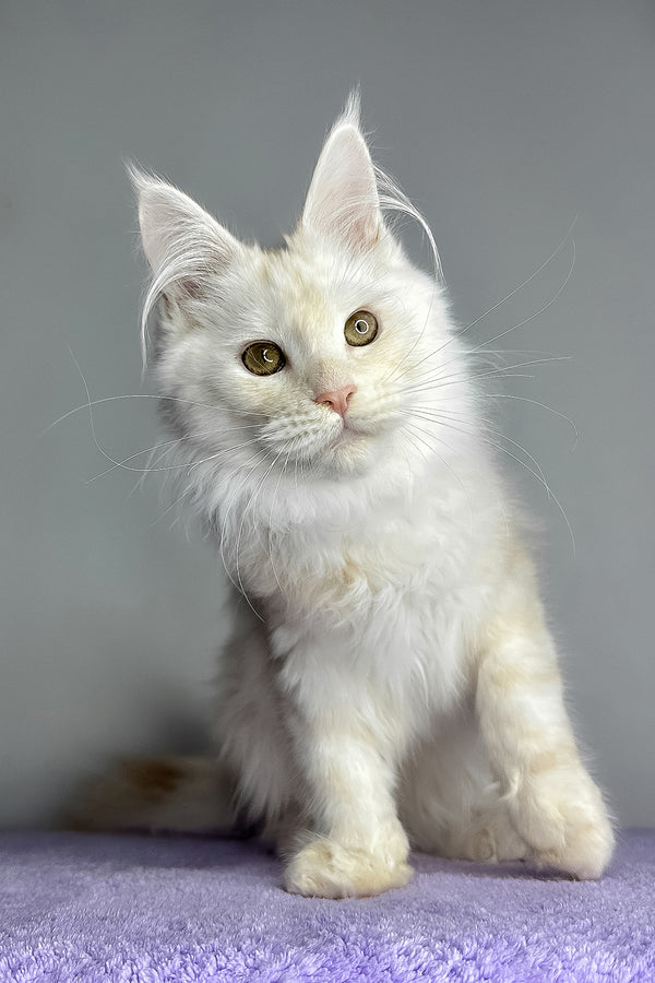 Kaleb | Maine Coon Kitten