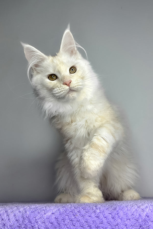 Kaleb | Maine Coon Kitten