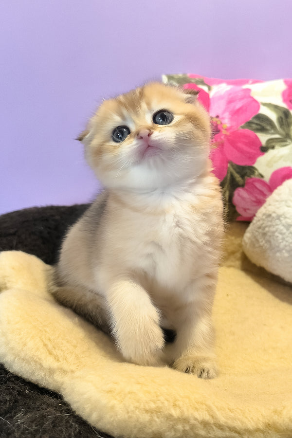 Kameia | Scottish Fold Kitten