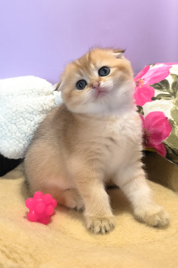 Kameia | Scottish Fold Kitten
