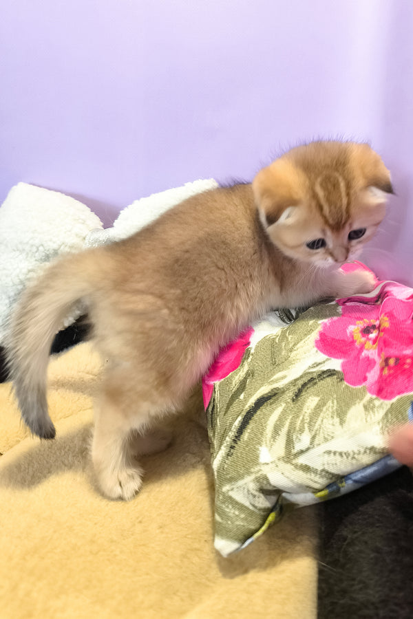 Kameia | Scottish Fold Kitten