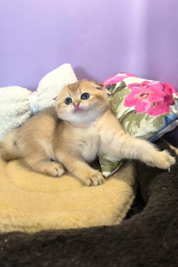 Kameia | Scottish Fold Kitten