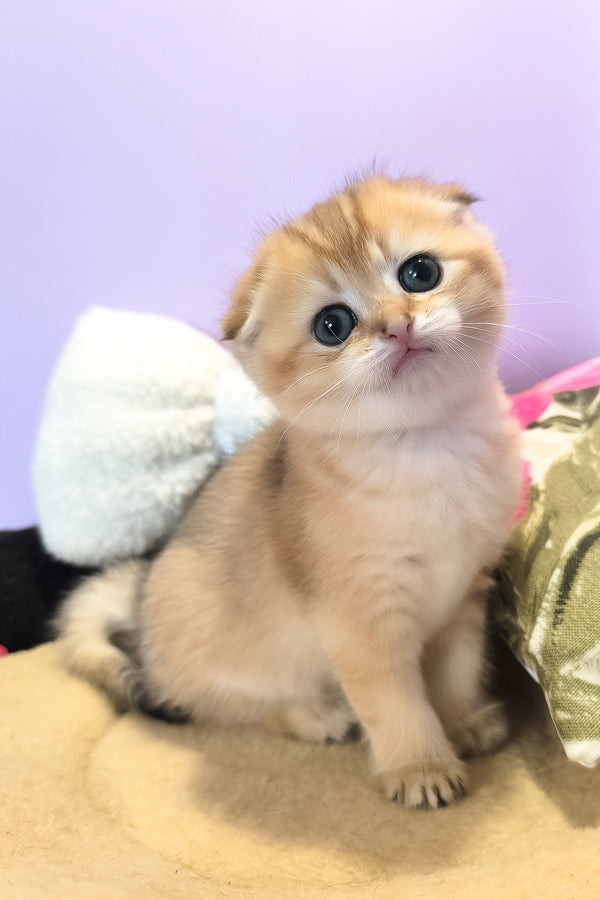 Kameia | Scottish Fold Kitten