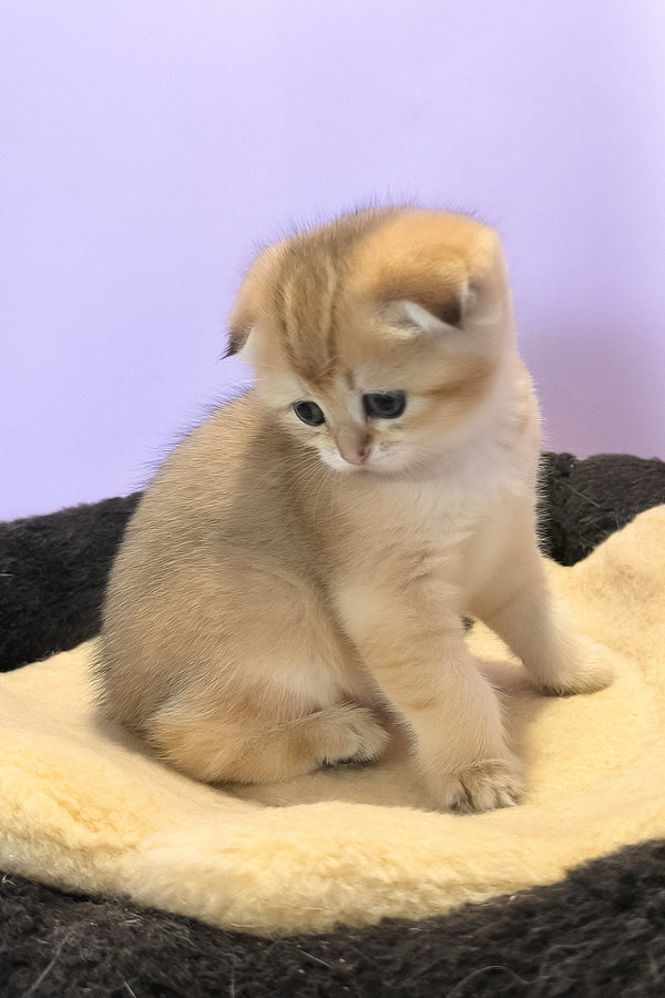 Kameia | Scottish Fold Kitten