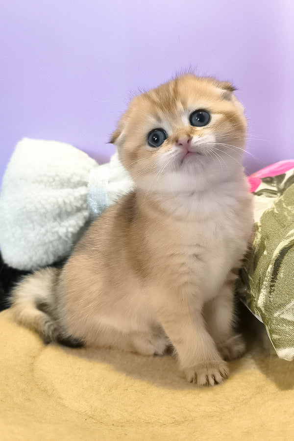 Kameia | Scottish Fold Kitten