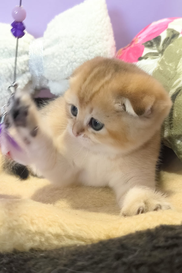 Kameia | Scottish Fold Kitten