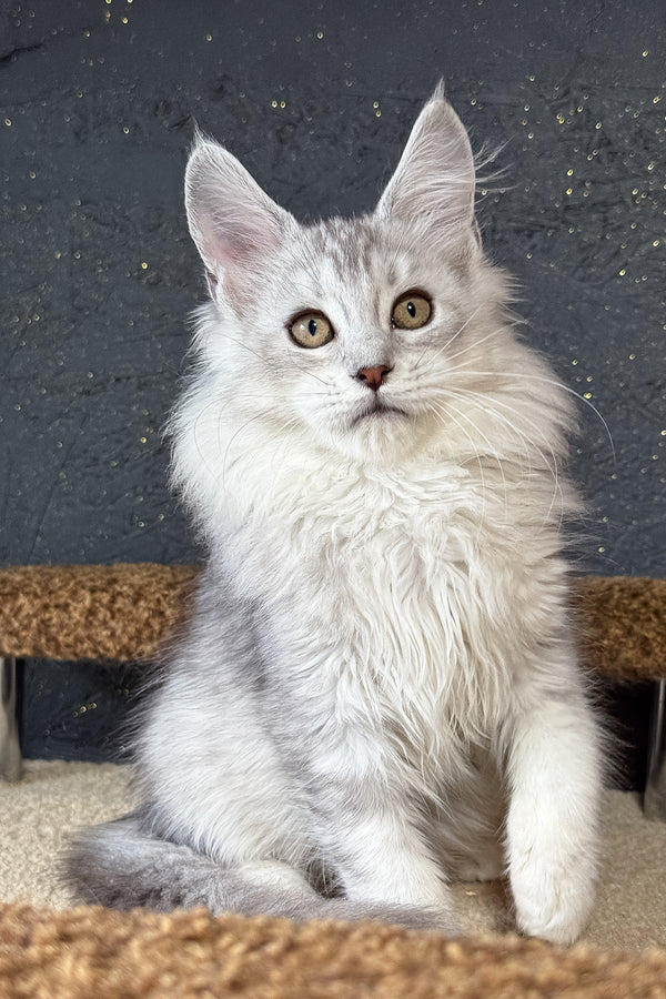 Kandy | Maine Coon Kitten