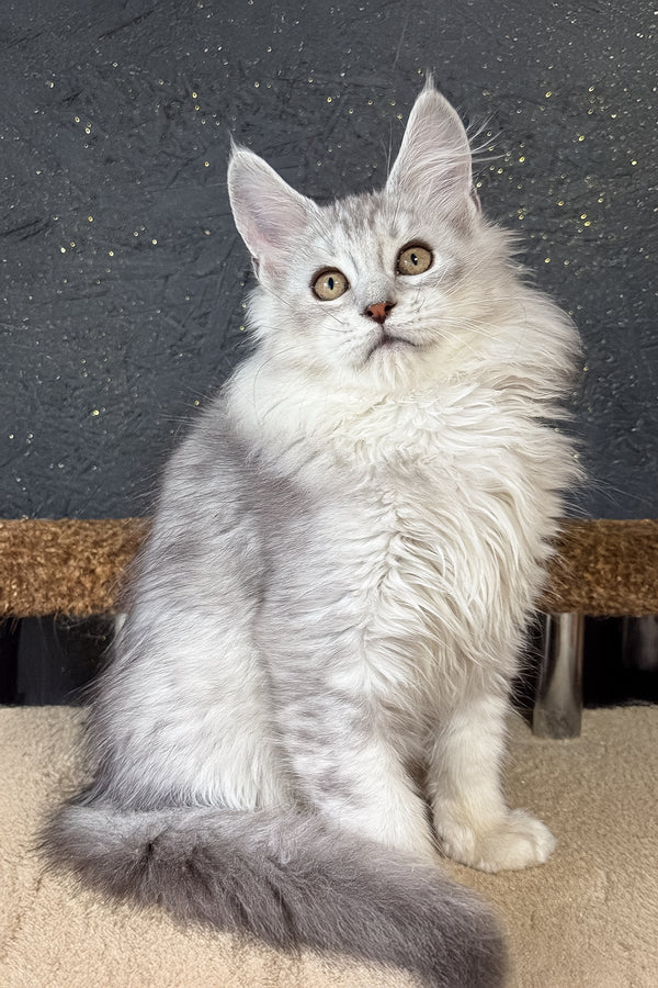 Kandy | Maine Coon Kitten