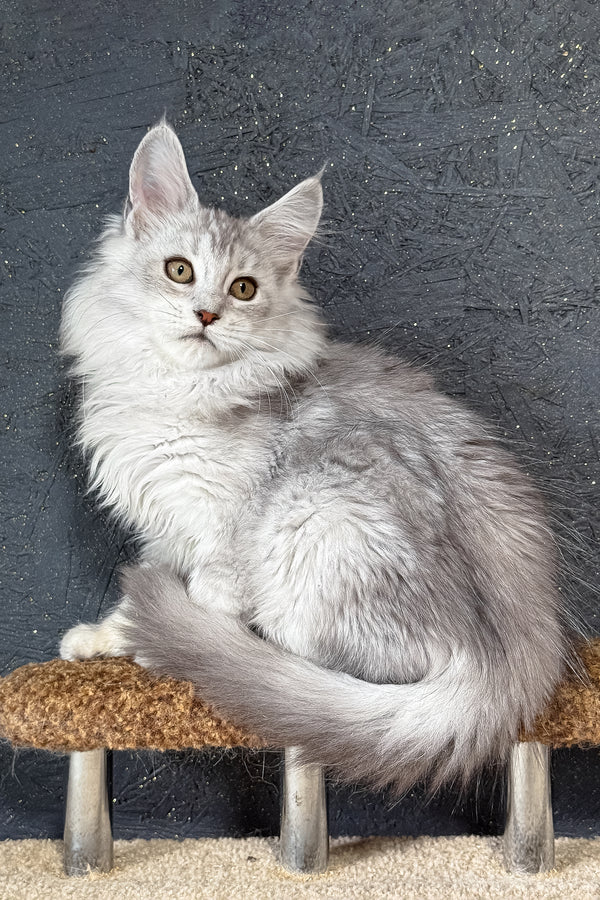 Kandy | Maine Coon Kitten