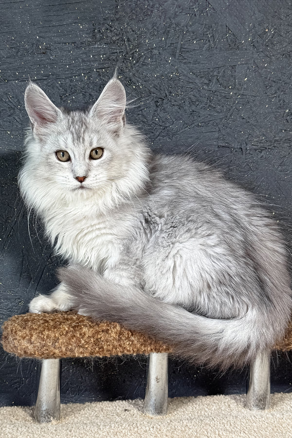 Kandy | Maine Coon Kitten