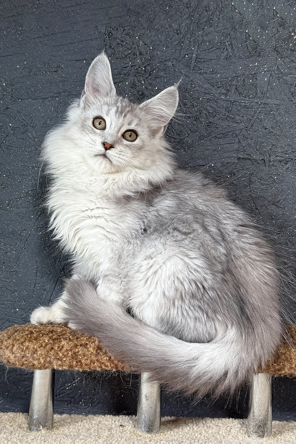 Kandy | Maine Coon Kitten