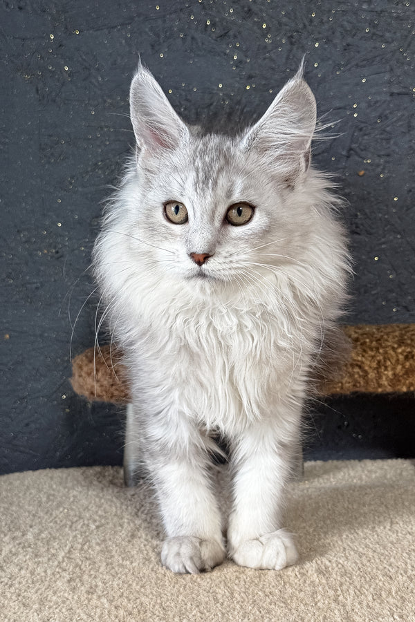 Kandy | Maine Coon Kitten