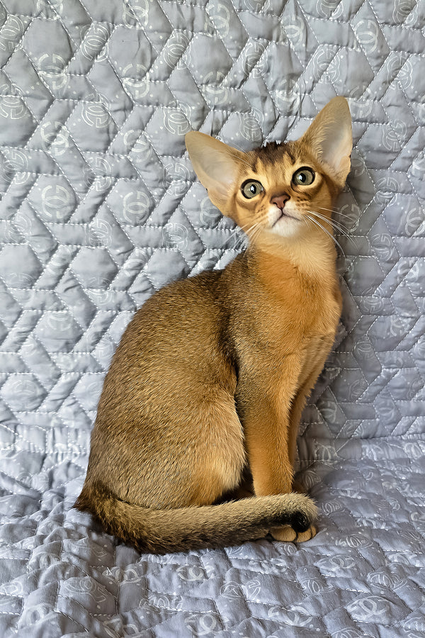 Karen | Abyssinian Kitten