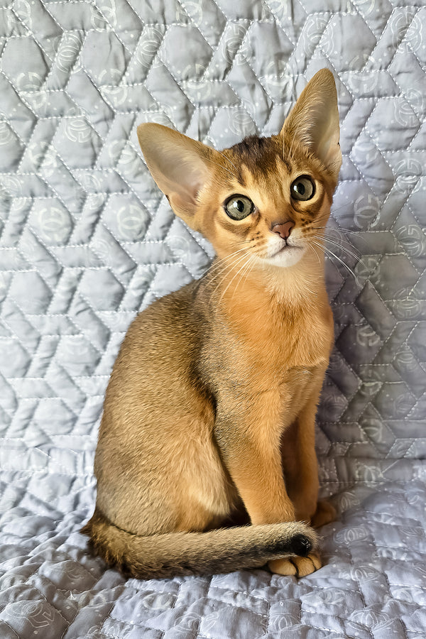 Karen | Abyssinian Kitten