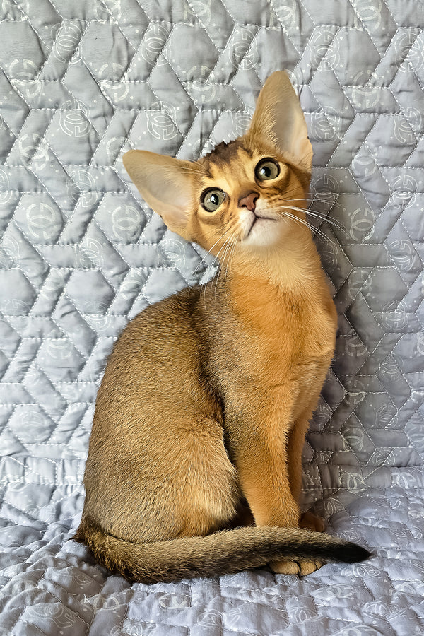 Karen | Abyssinian Kitten