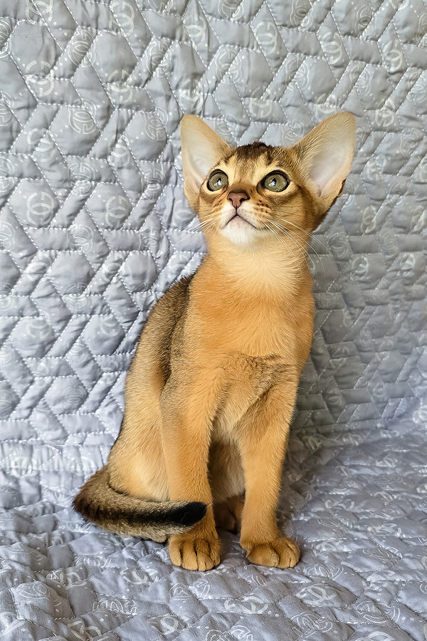Karen | Abyssinian Kitten