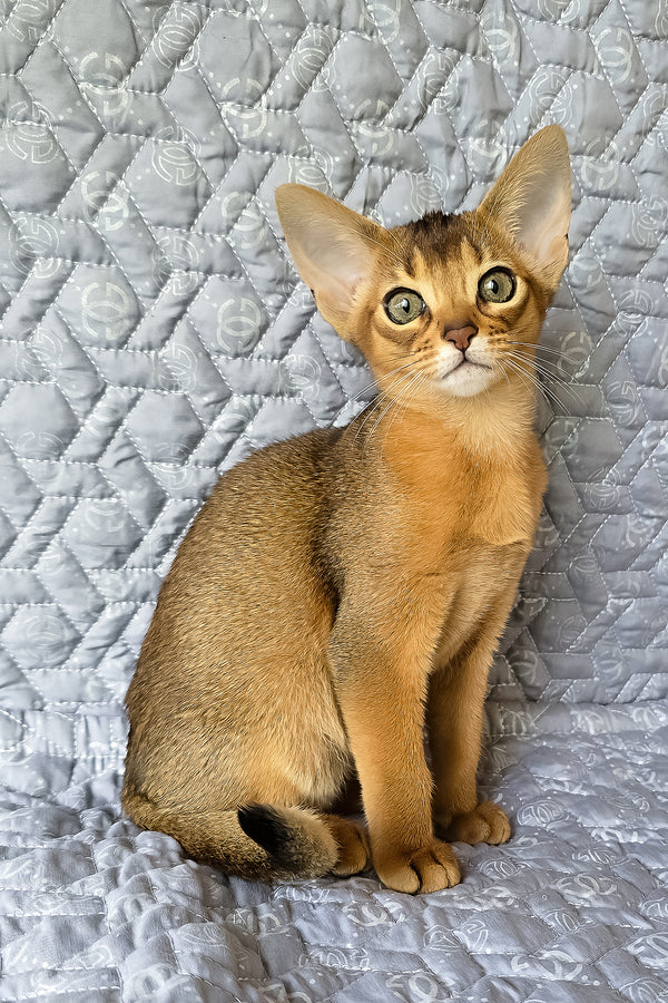 Karen | Abyssinian Kitten