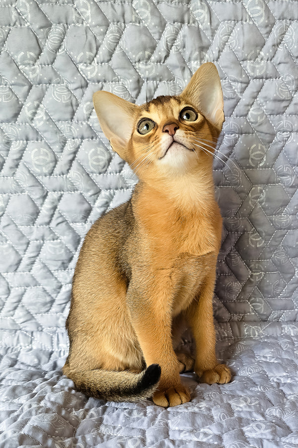 Karen | Abyssinian Kitten