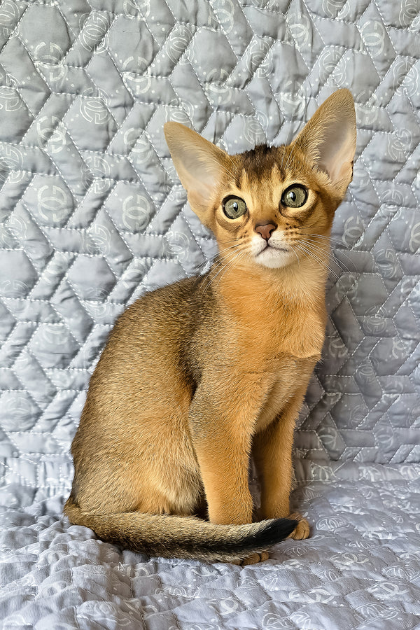 Karen | Abyssinian Kitten