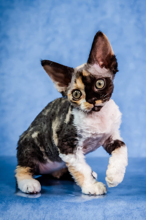 Karmen | Devon Rex Kitten